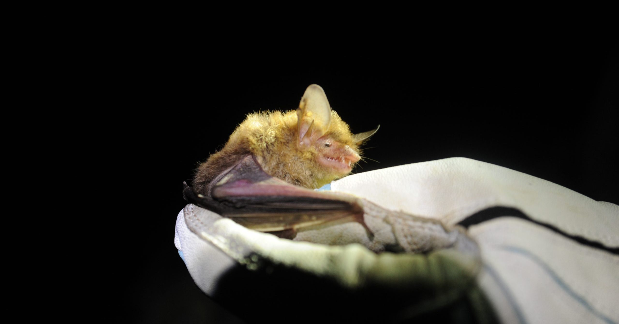 Hanson NLEB Assistance